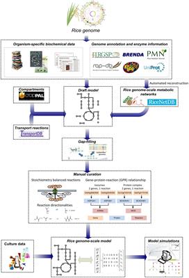 Modeling Rice Metabolism: From Elucidating Environmental Effects on Cellular Phenotype to Guiding Crop Improvement